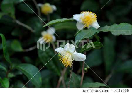 樹花 樹花 9235066