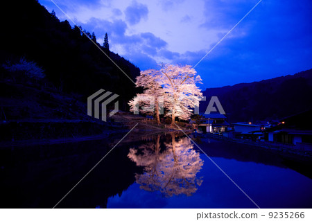 Twilight seedling cherry blossoms 9235266