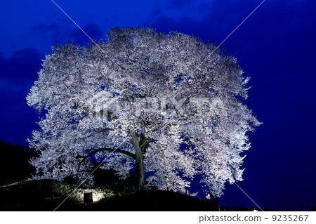 Cherry blossoms at crocodile night view Cherry blossoms at crocodile night view 9235267