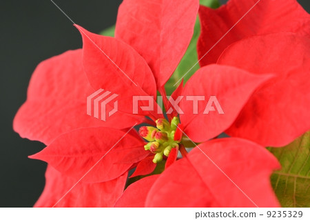 Red pointing Sethia and black background Red pointing Sethia and black background 9235329