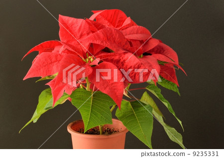 紅色指向Sethia和黑背景 9235331