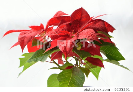 Red pointing Sethia and white background 9235391