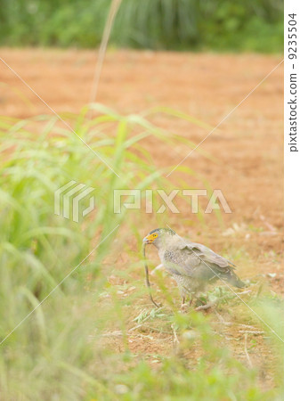 吃蛇 吃蛇 9235504