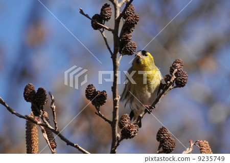 野鳥在冬天~Mahiwa~ 9235749
