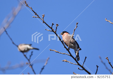 冬天的野鳥〜謊言〜 9235751