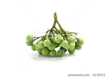 turkey berry isolated in white background 9236551