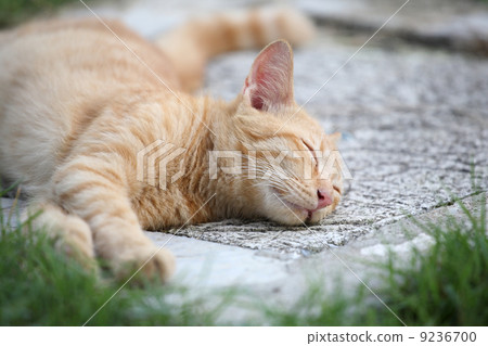 Sleep cat Sleep cat 9236700