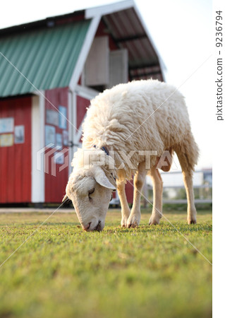sheep in field 9236794