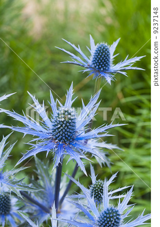 twig flowering thistles , blue sea holly twig flowering thistles , blue sea holly 9237148