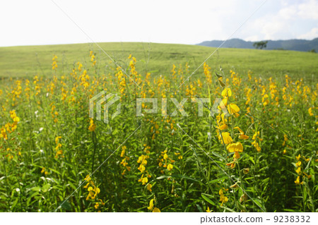 flower mountain with sky 9238332