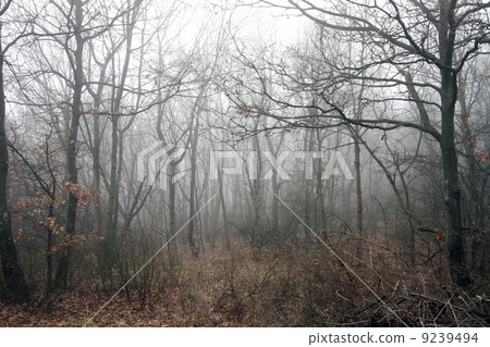 Scary Forest  9239494