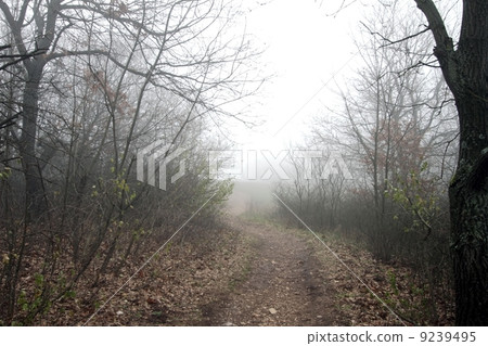 Scary Forest  9239495