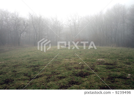 Scary Forest  9239496