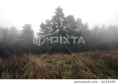 Scary Forest Scary Forest 9239499