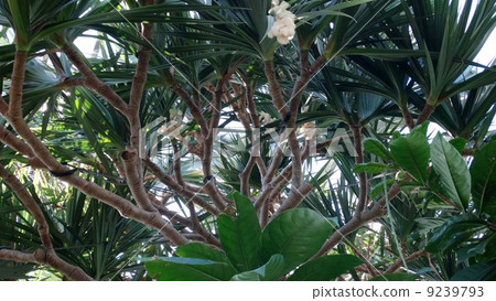 White-tailed flower with white flowers White-tailed flower with white flowers 9239793