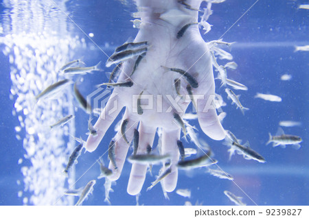 Doctor fish 9239827