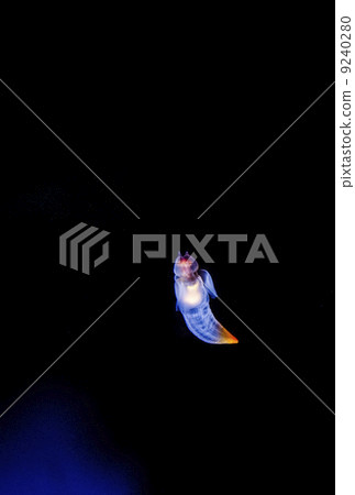 Clione 9240280