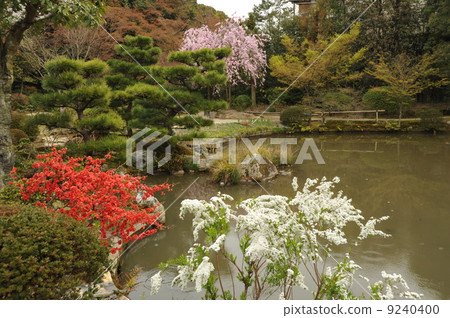 京都法律執法的春天 9240400