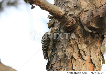 Kogera looking for food Kogera looking for food 9240639