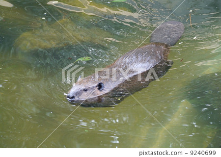 Swimming beaver Swimming beaver 9240699