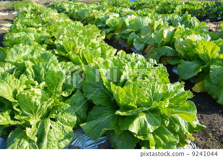 大白菜看起來活潑可口 大白菜看起來活潑可口 9241044