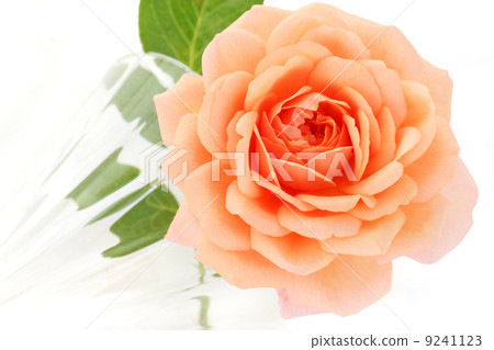 Rose Elizabeth Stewart Rose Elizabeth Stewart 9241123