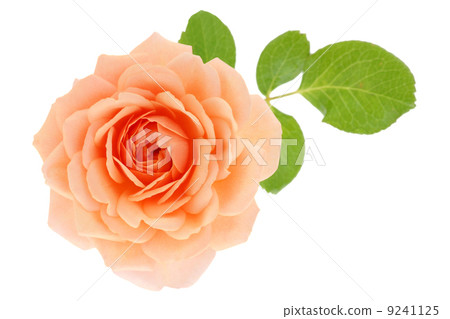 Rose Elizabeth Stewart Rose Elizabeth Stewart 9241125