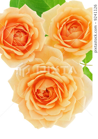 Rose Elizabeth Stewart Rose Elizabeth Stewart 9241126