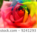 Rainbow rose Rainbow rose 9241293