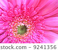 pink gerbera pink gerbera 9241356
