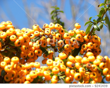 Pirakan sans with yellow fruits Pirakan sans with yellow fruits 9241439