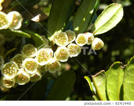 Cute white Hamahisakaki flower 9241440