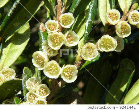 可愛的白色Hamahisakaki花 9241441