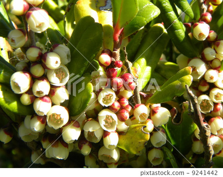 Cute white Hamahisakaki flower 9241442
