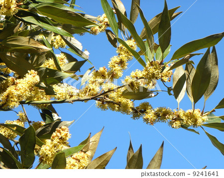The closely blossoming yellow flowers of silodamo The closely blossoming yellow flowers of silodamo 9241641