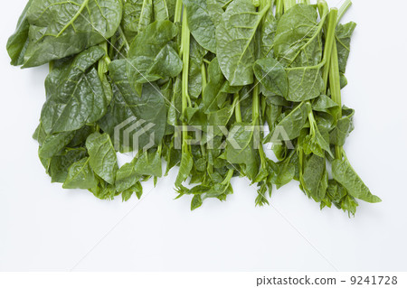 木耳菜 木耳菜 9241728