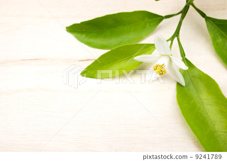 甜蜜的普通話花 9241789