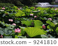 有噴泉的荷花池 9241810