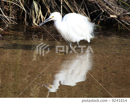 它很漂亮。 它很漂亮。 9241814