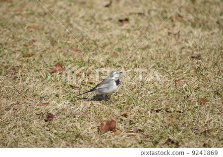 White wagtail (white wagtail) White wagtail (white wagtail) 9241869