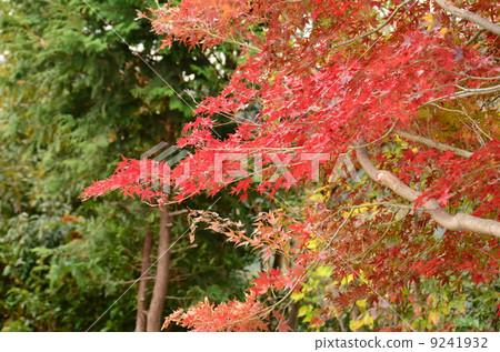 Leaves of red maple maple 9241932