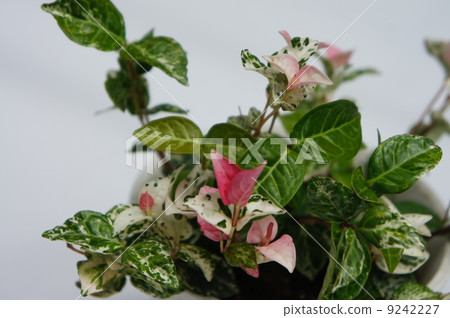 Hatsuyukikazura Hatsuyukikazura 9242227