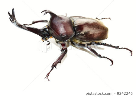 Domestic beetle insect white back background 9242245