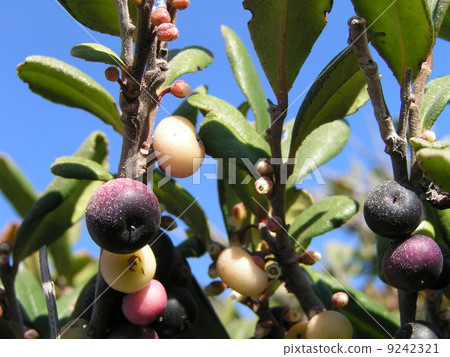 沿海植物濱石崎的果實顏色多彩 9242321