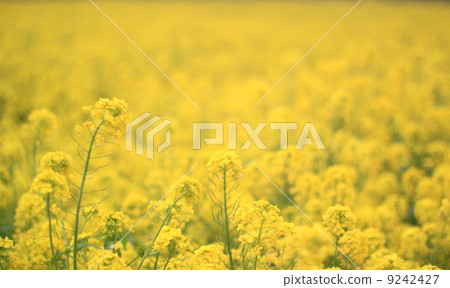 Rapeseed field 9242427