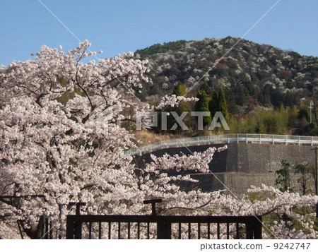 Cherry Blossoms	 9242747