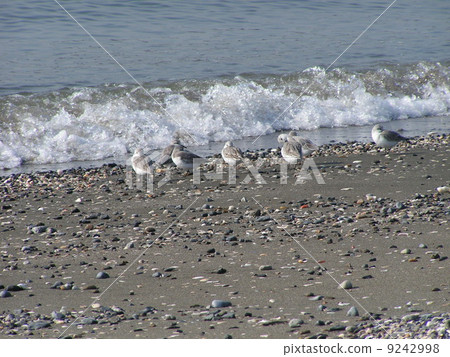 早上在Kemigawa河的沙灘上吃的Miyubishigi 9242998