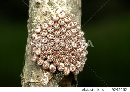 Turtle eggs 9243062
