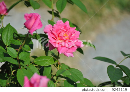 Blooming gloss Herzog Friedrich von Baden 9243119