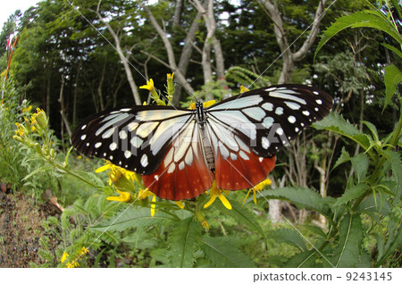 Asagi madara 9243145